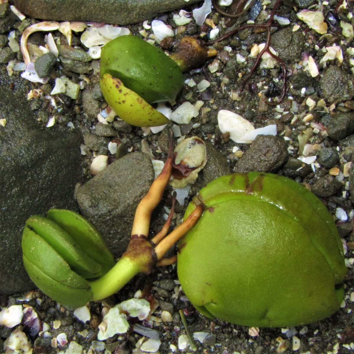 White Mangrove
