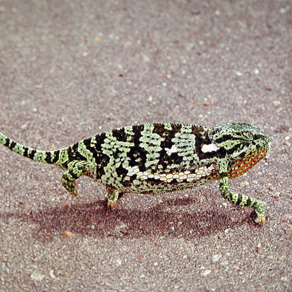 Flap-necked Chameleon