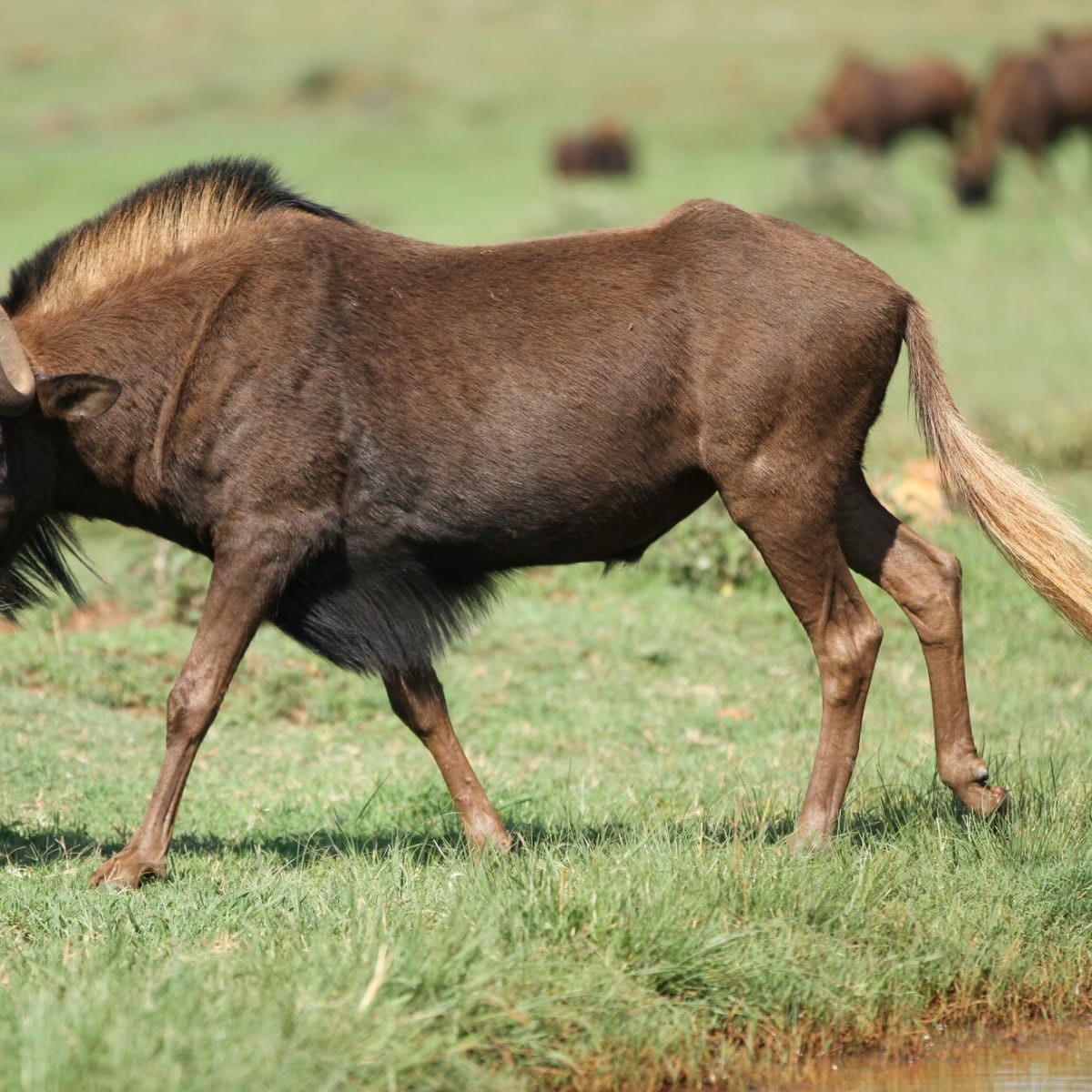 Black Wildebeest