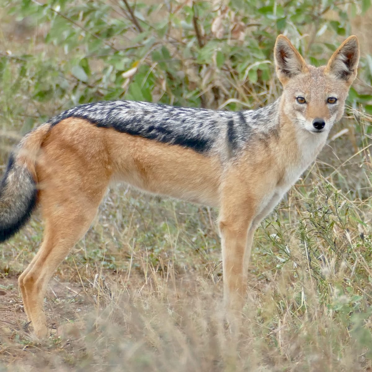 Black-backed Jackal