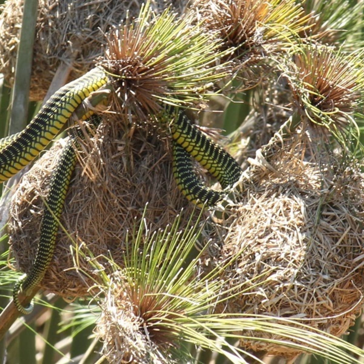 Boomslang