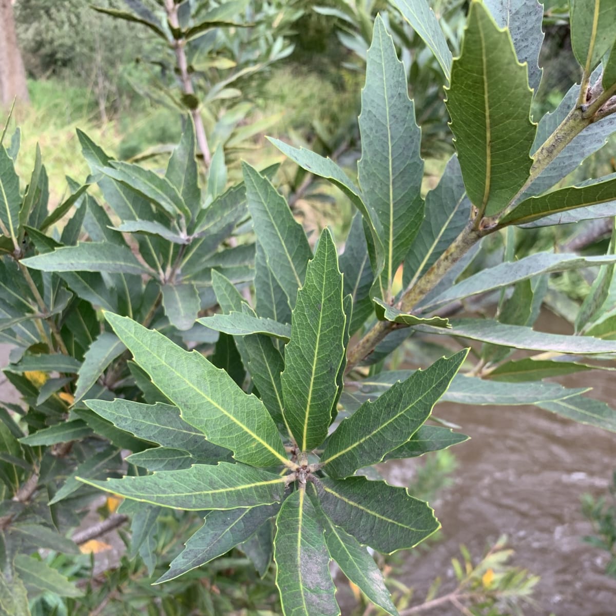 Wild Almond
