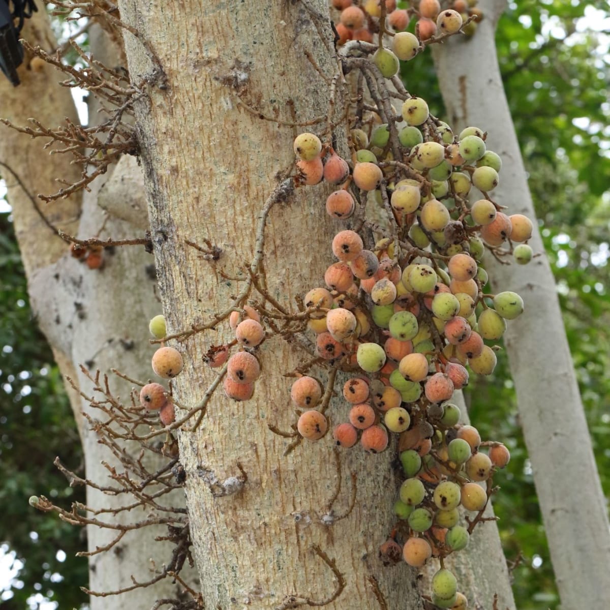 Sycamore Fig
