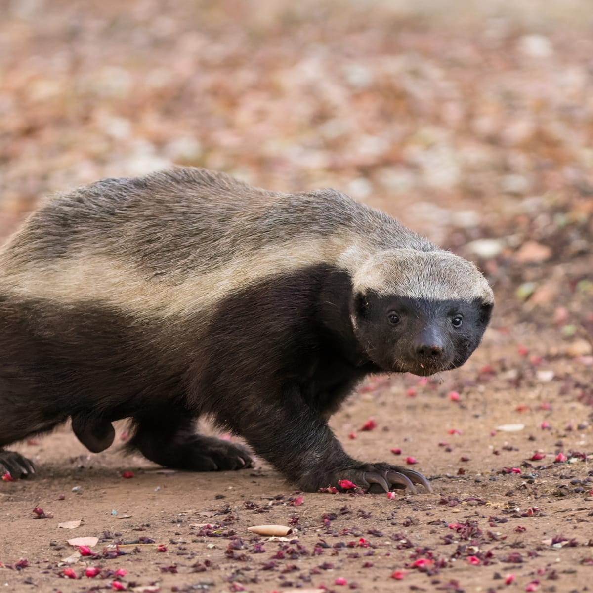 Honey Badger