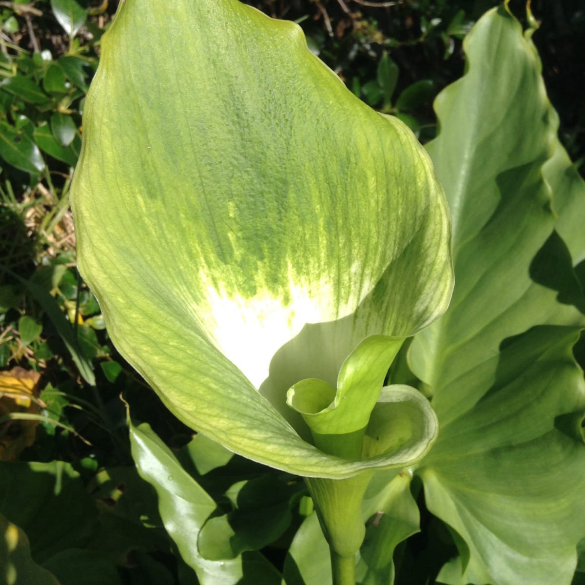 Arum Lily