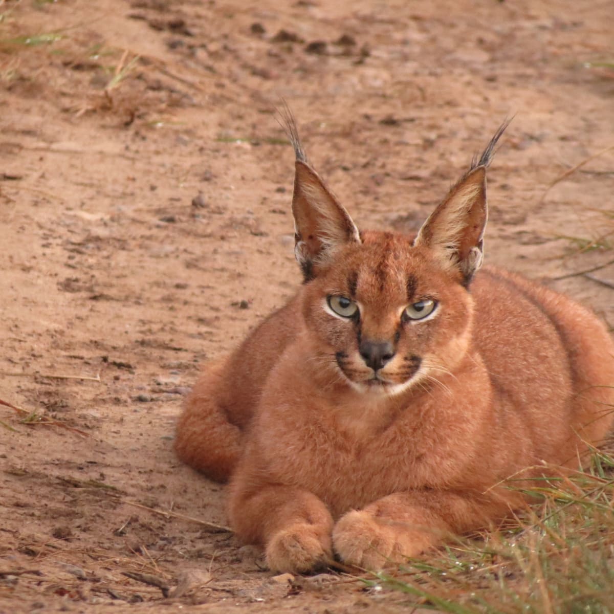 Caracal
