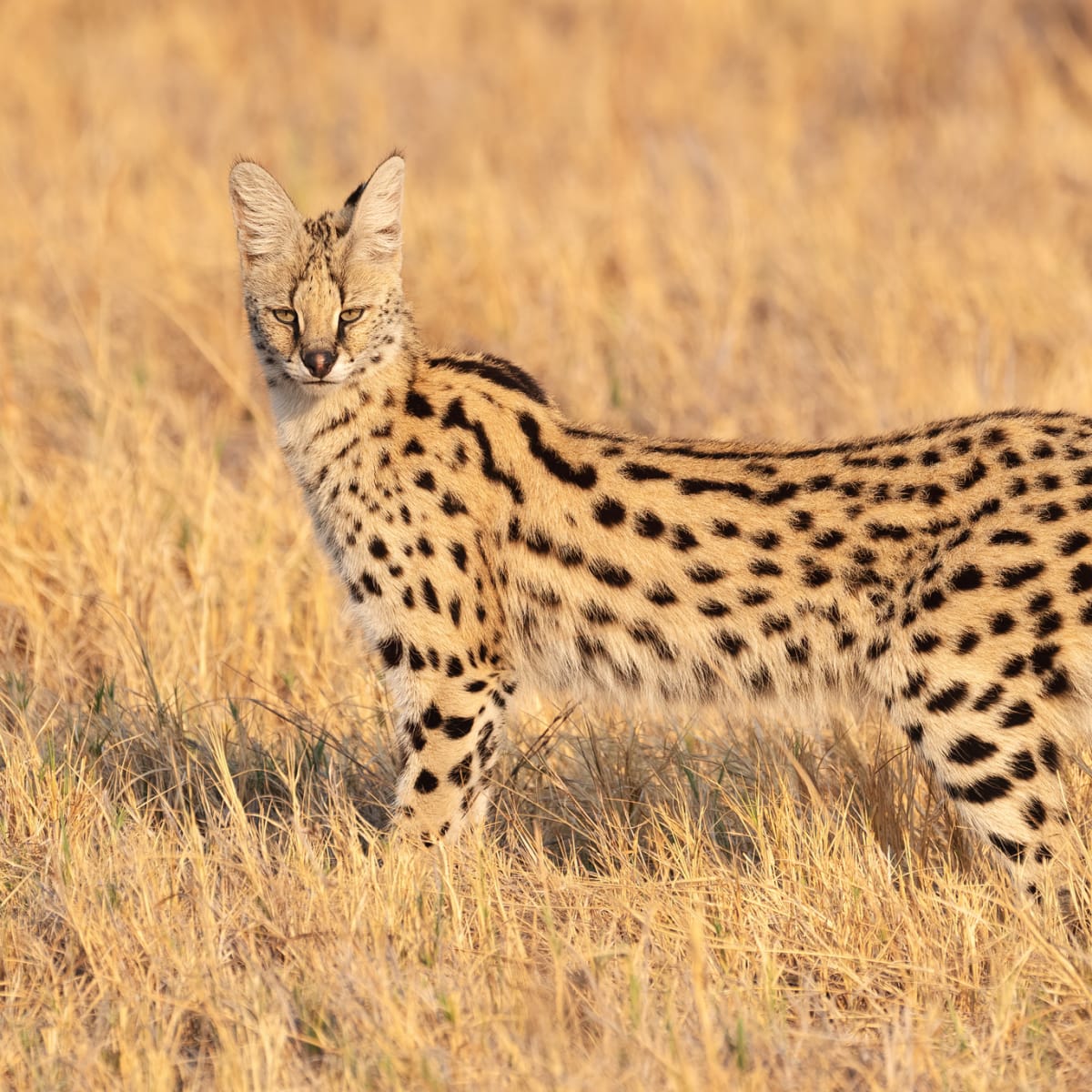 Serval