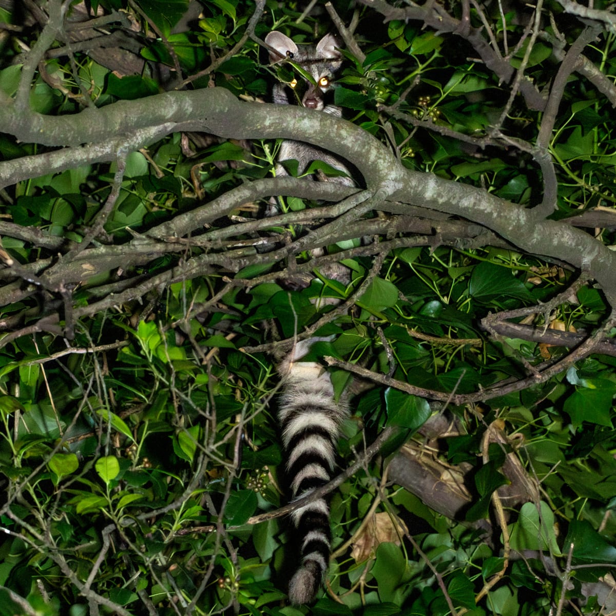 Small-spotted Genet