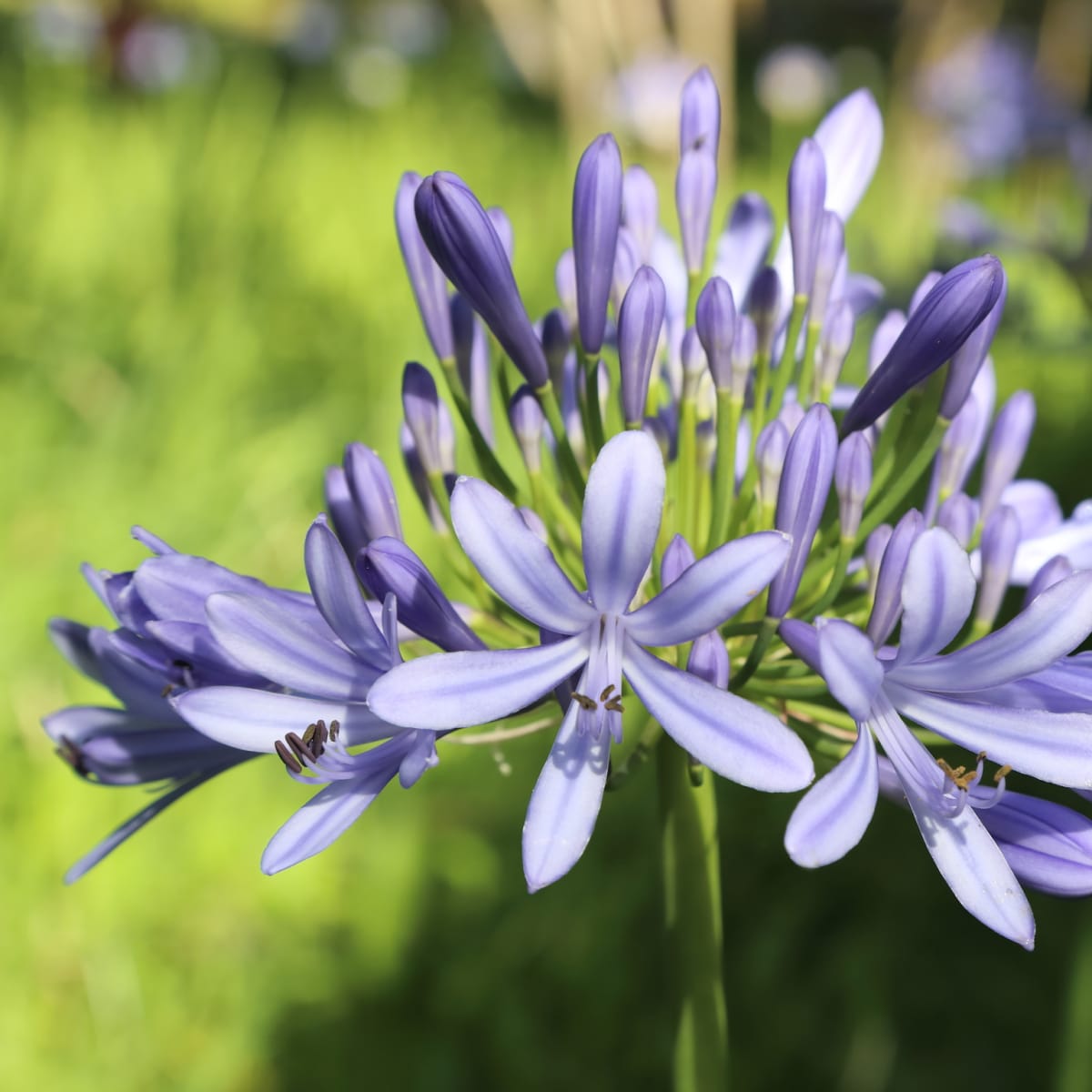 Agapanthus