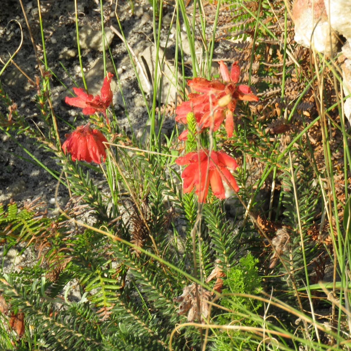 Red Crassula Heath