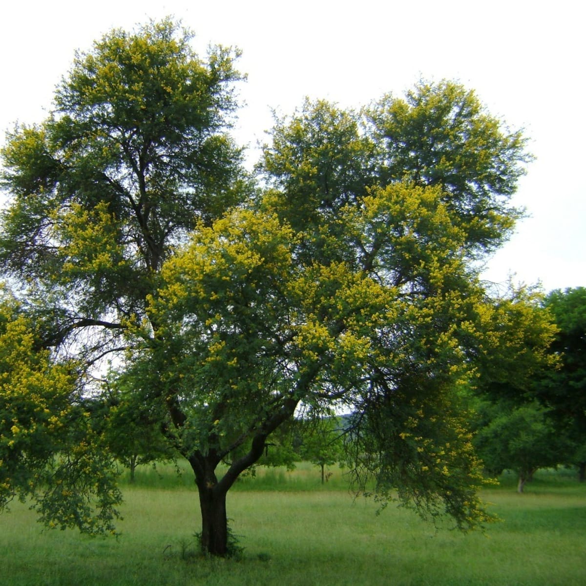 Sweet Thorn