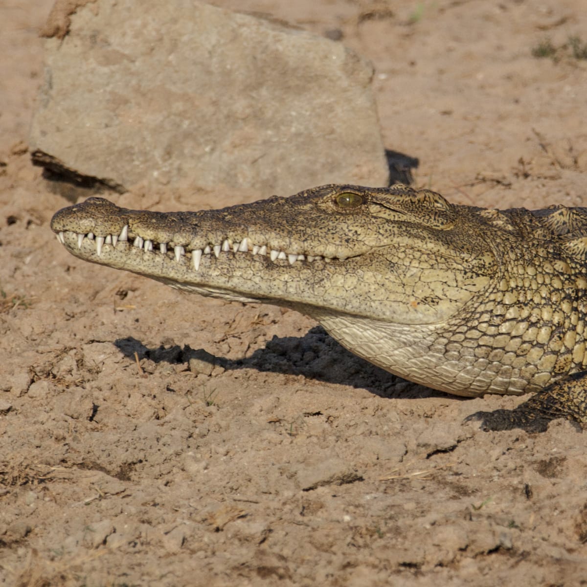 Nile Crocodile