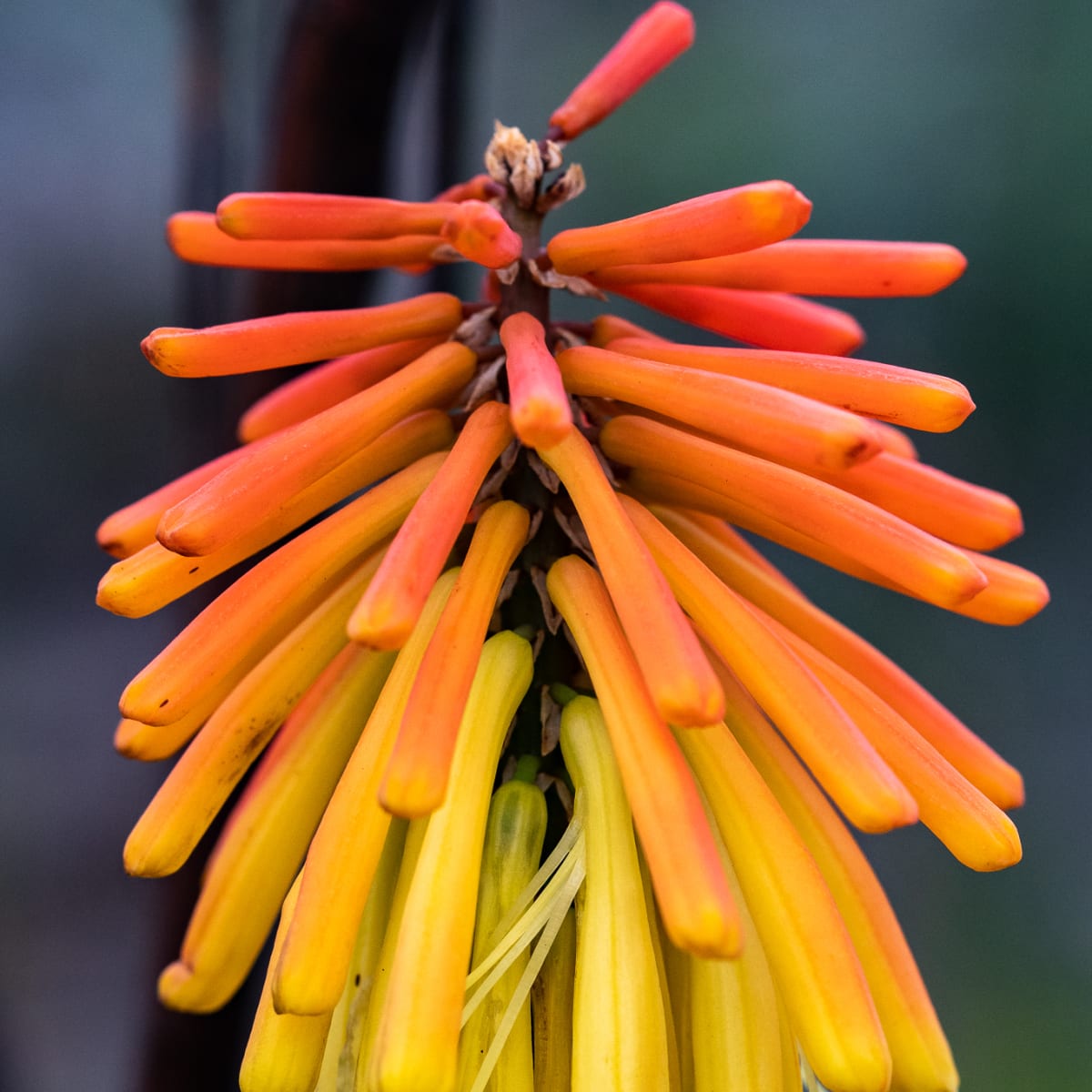 Red Hot Poker