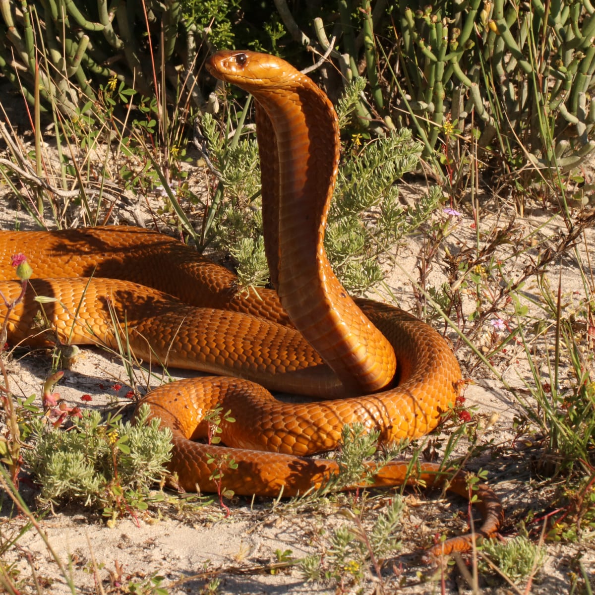 Cape Cobra