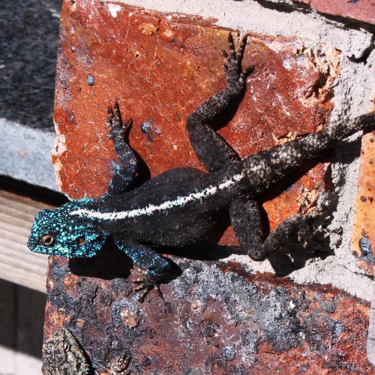 Southern Rock Agama
