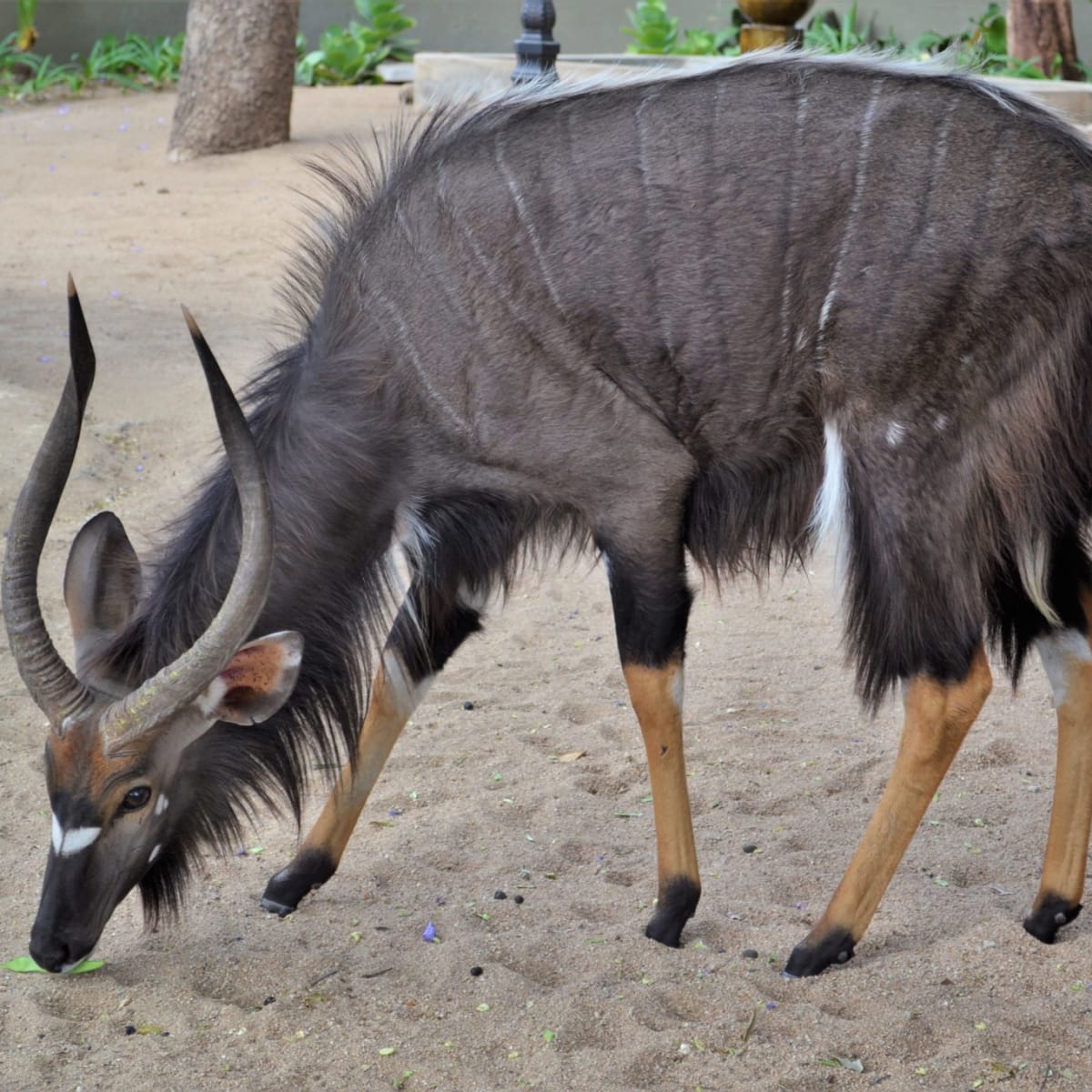 Nyala