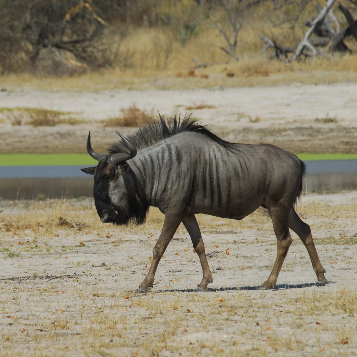Blue Wildebeest