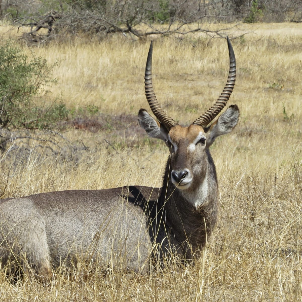 Waterbuck