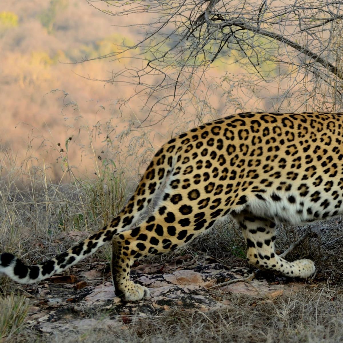 Leopard