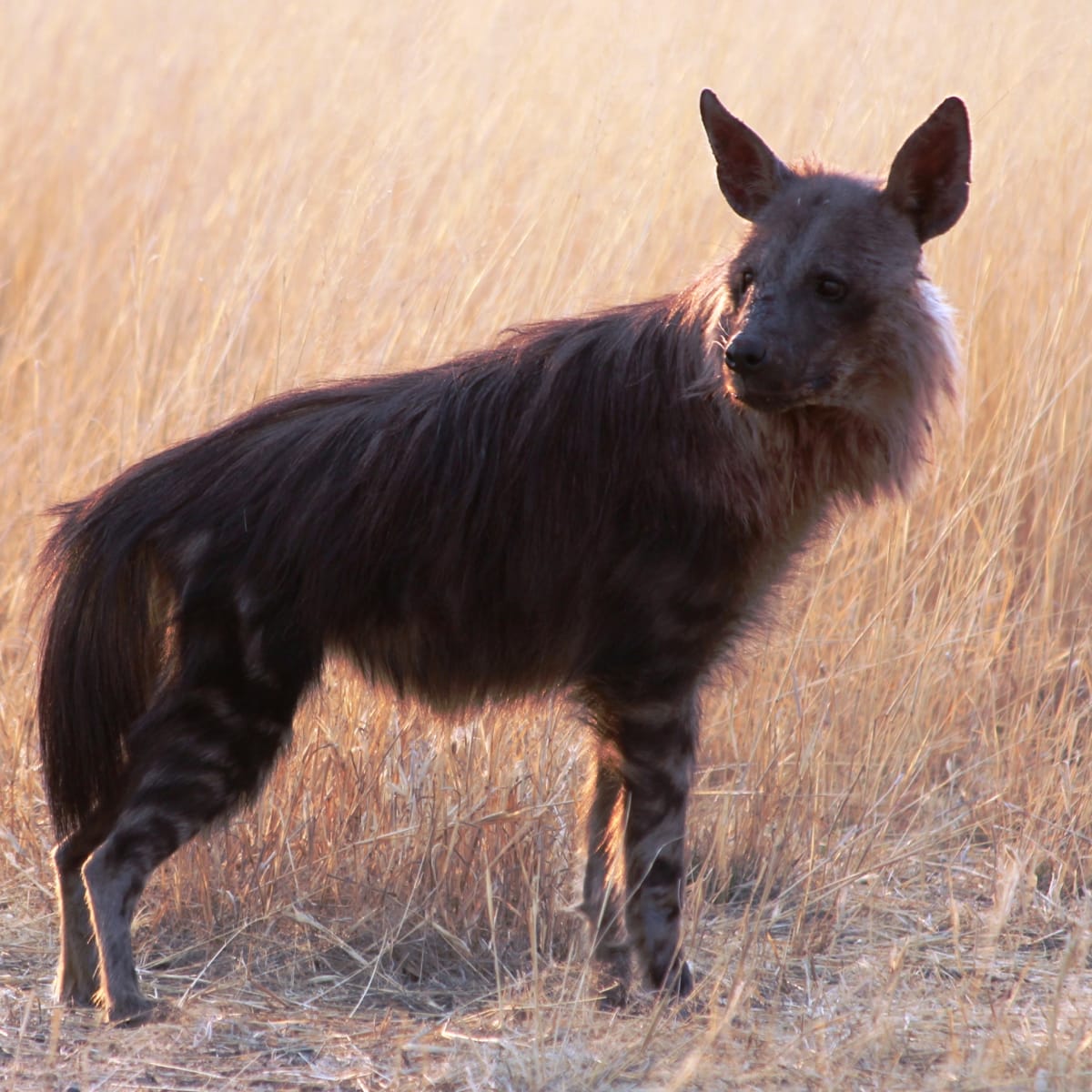 Brown Hyena