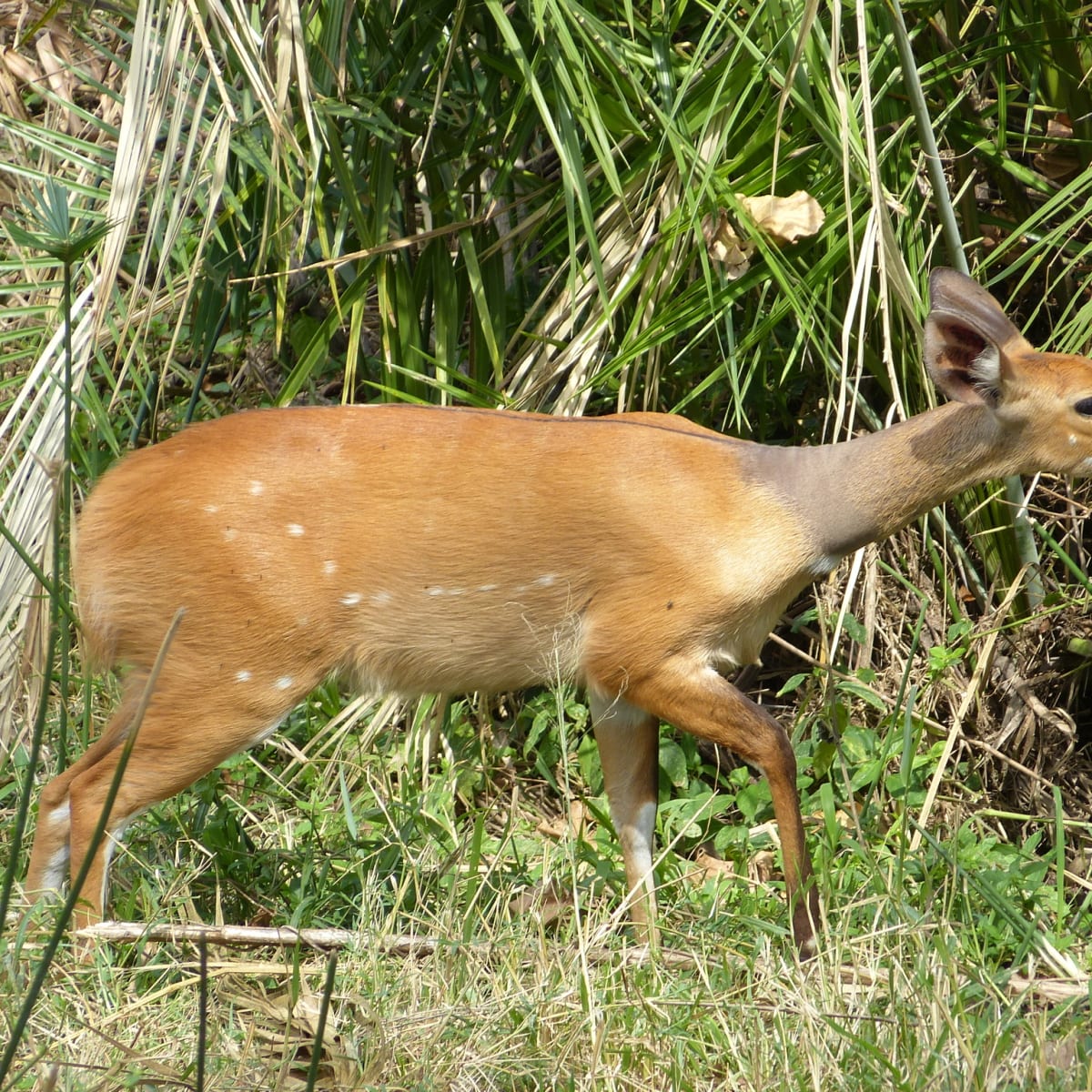 Bushbuck