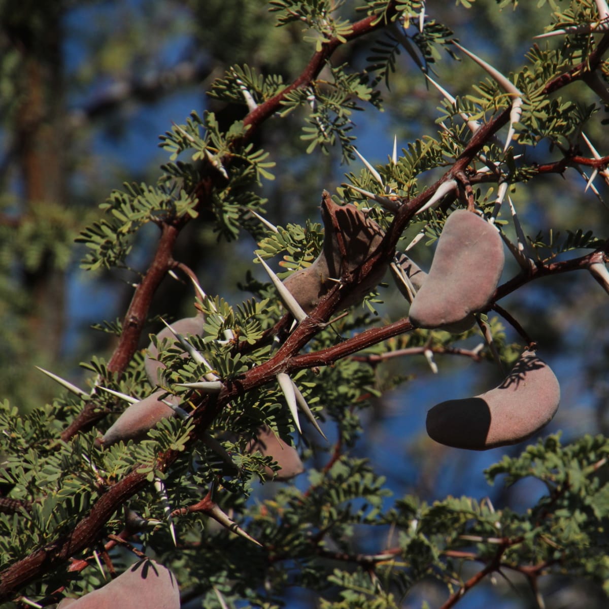 Camel Thorn