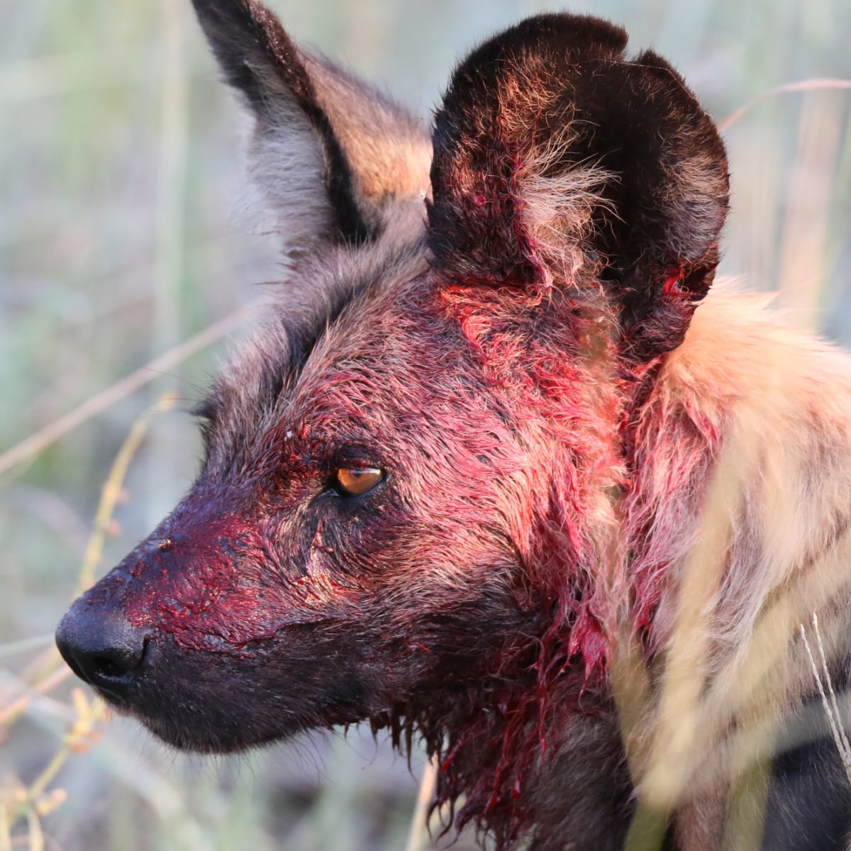 African Wild Dog
