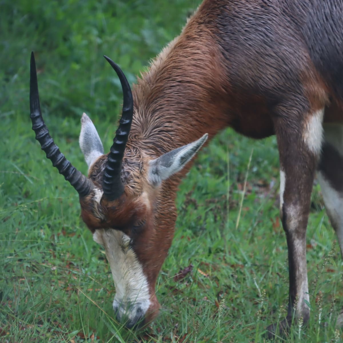 Bontebok