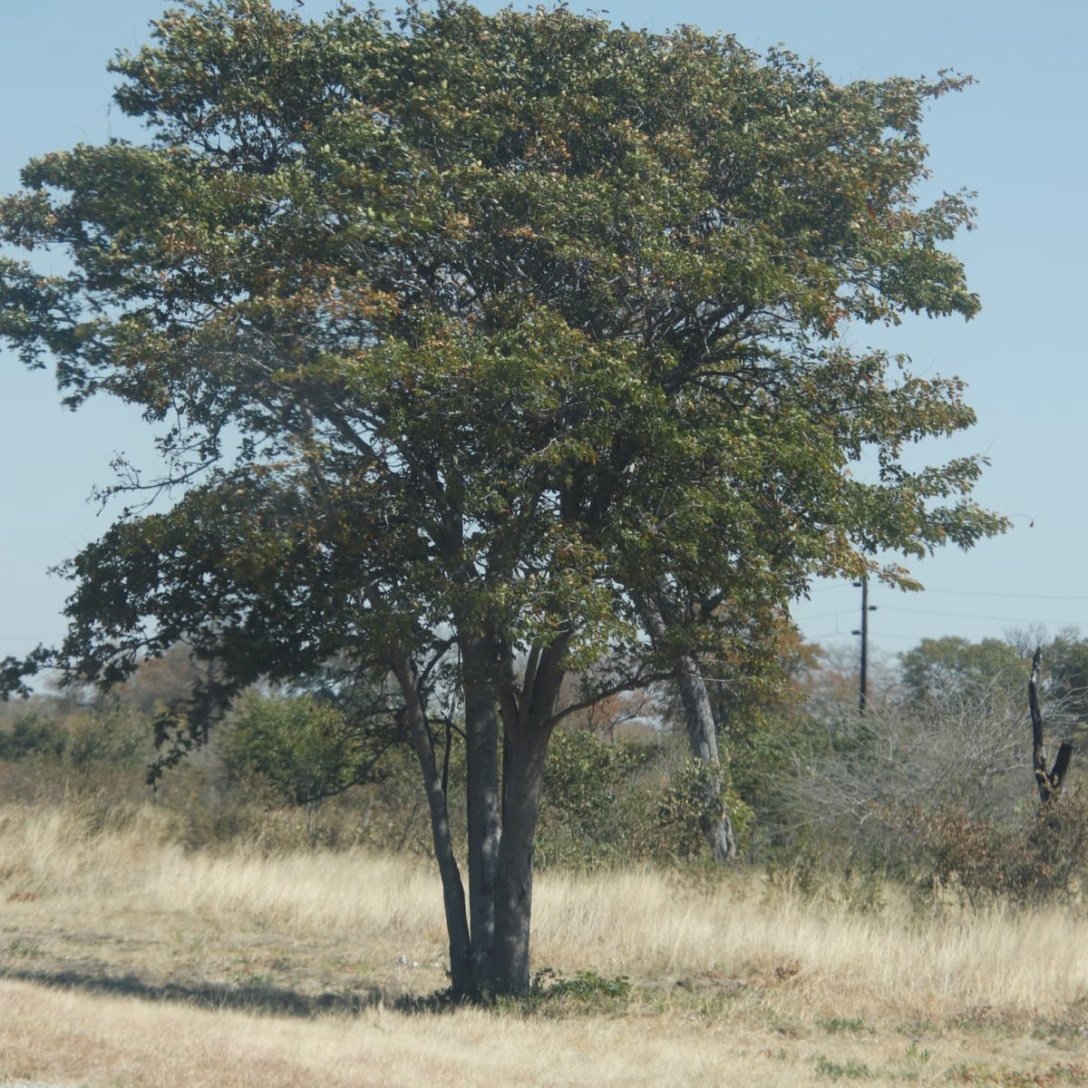 Mopane