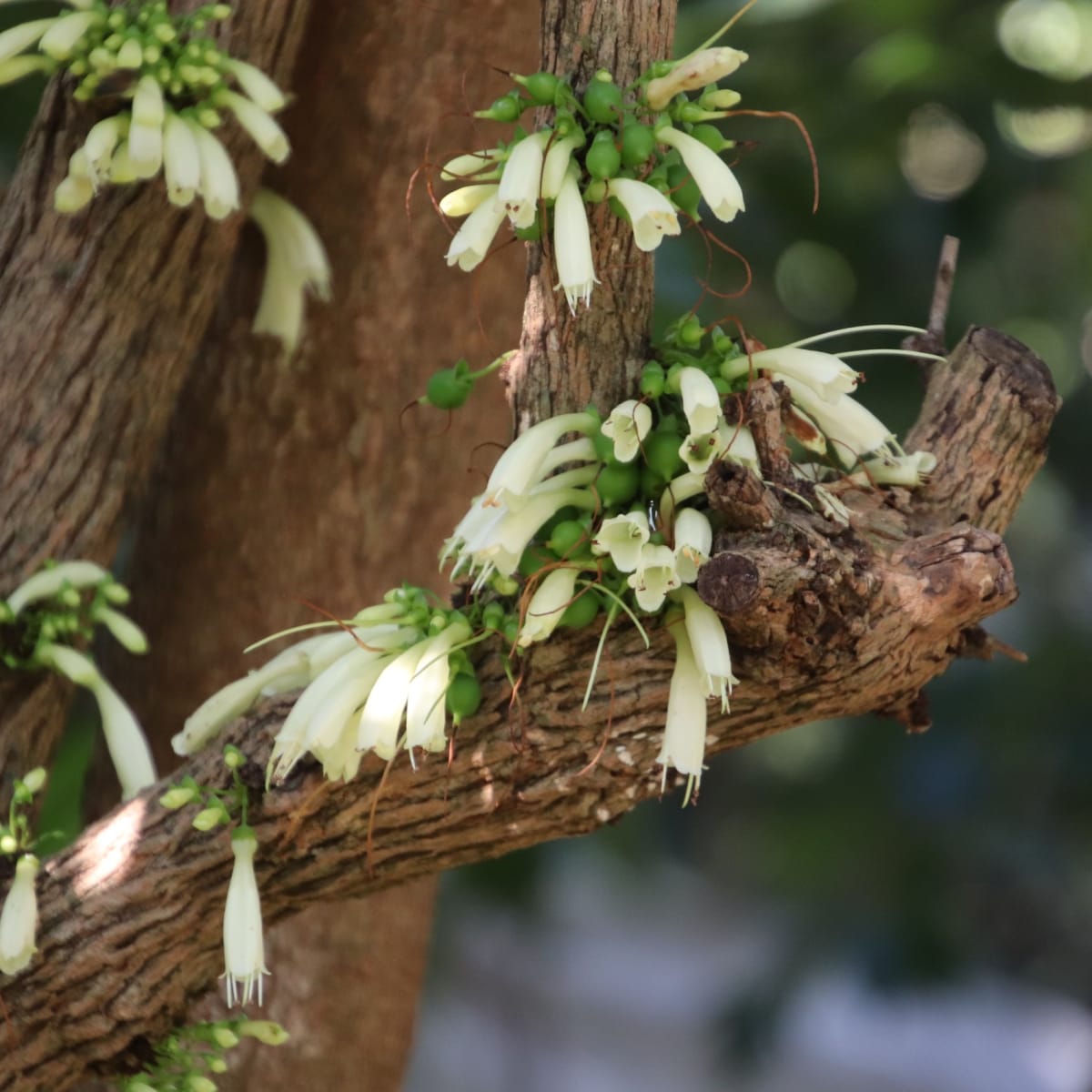 Tree Fuchsia
