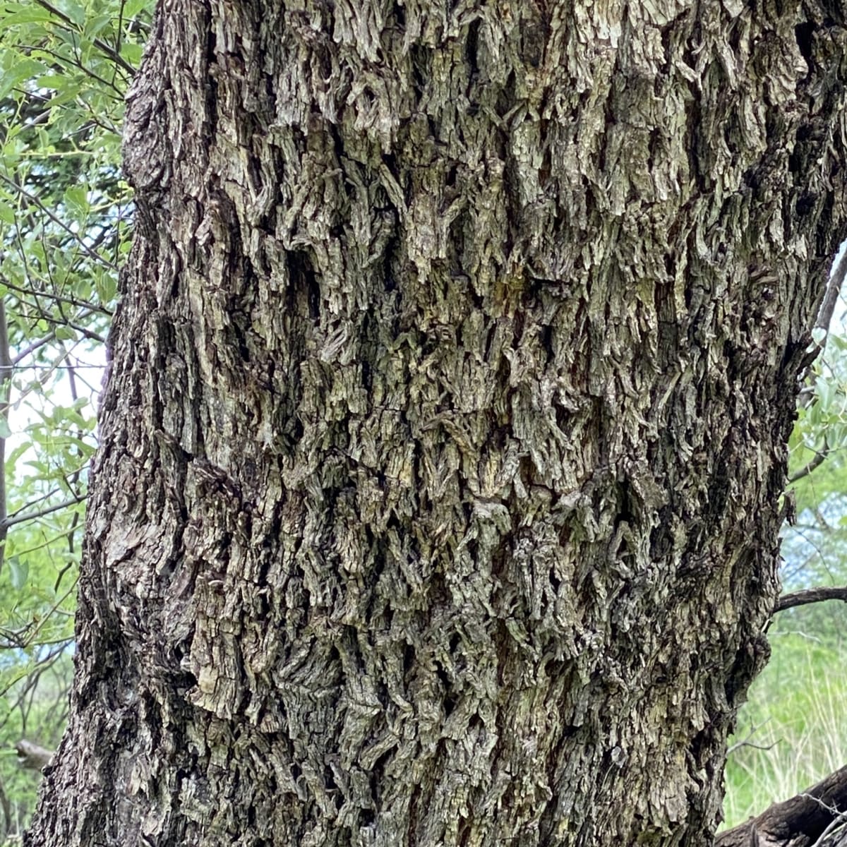 Buffalo Thorn