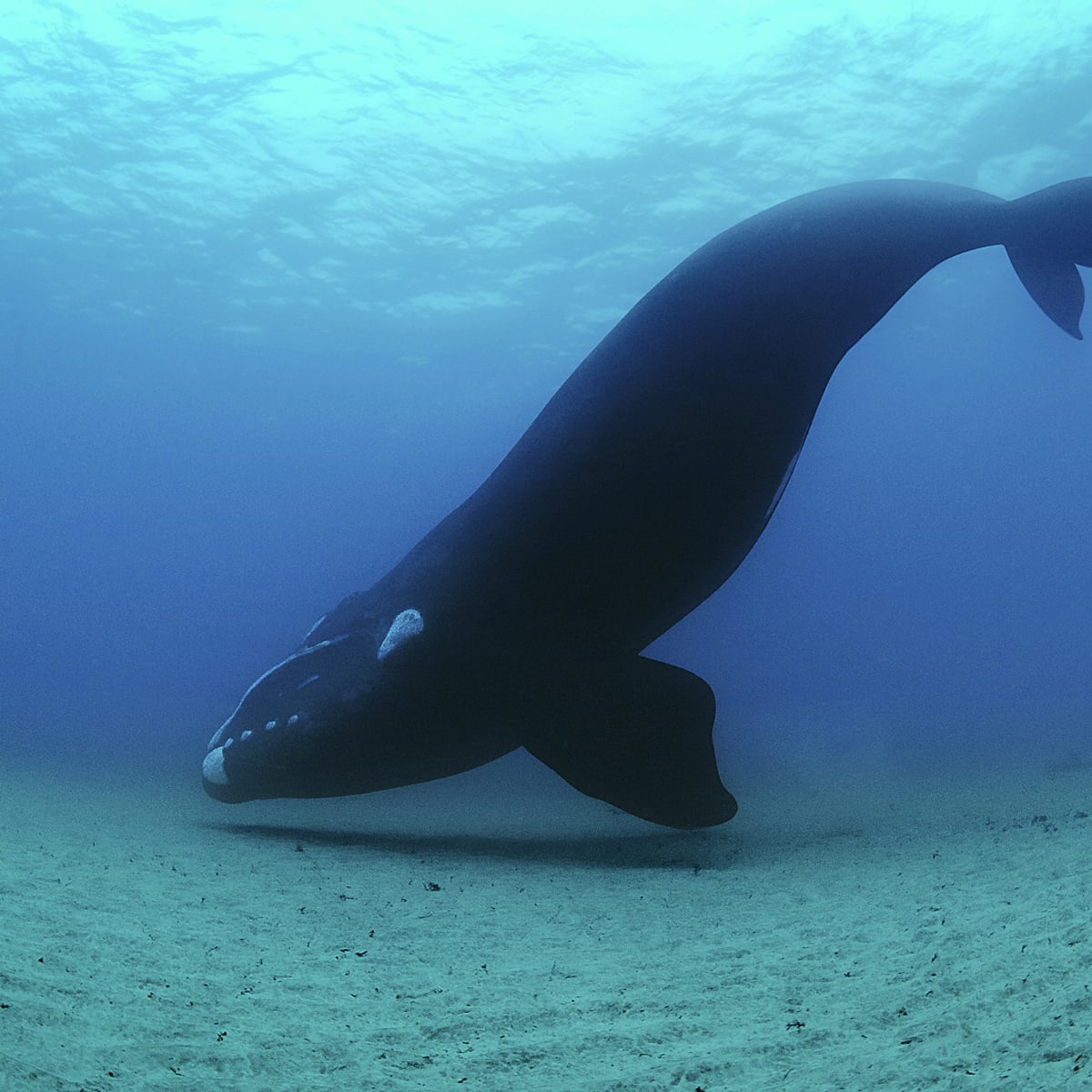 Southern Right Whale