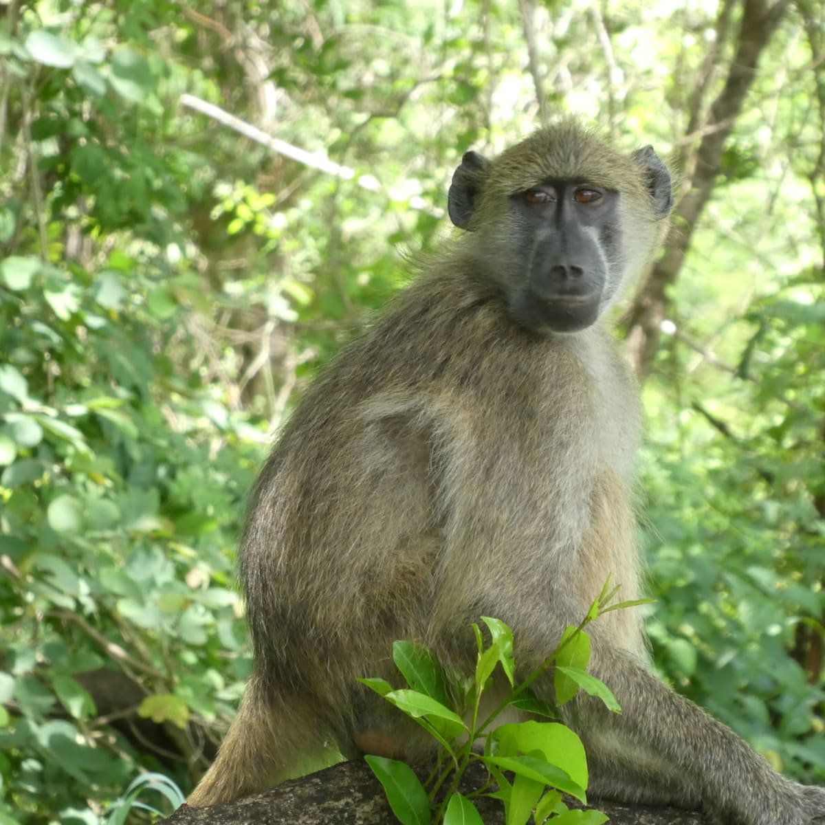 Chacma Baboon