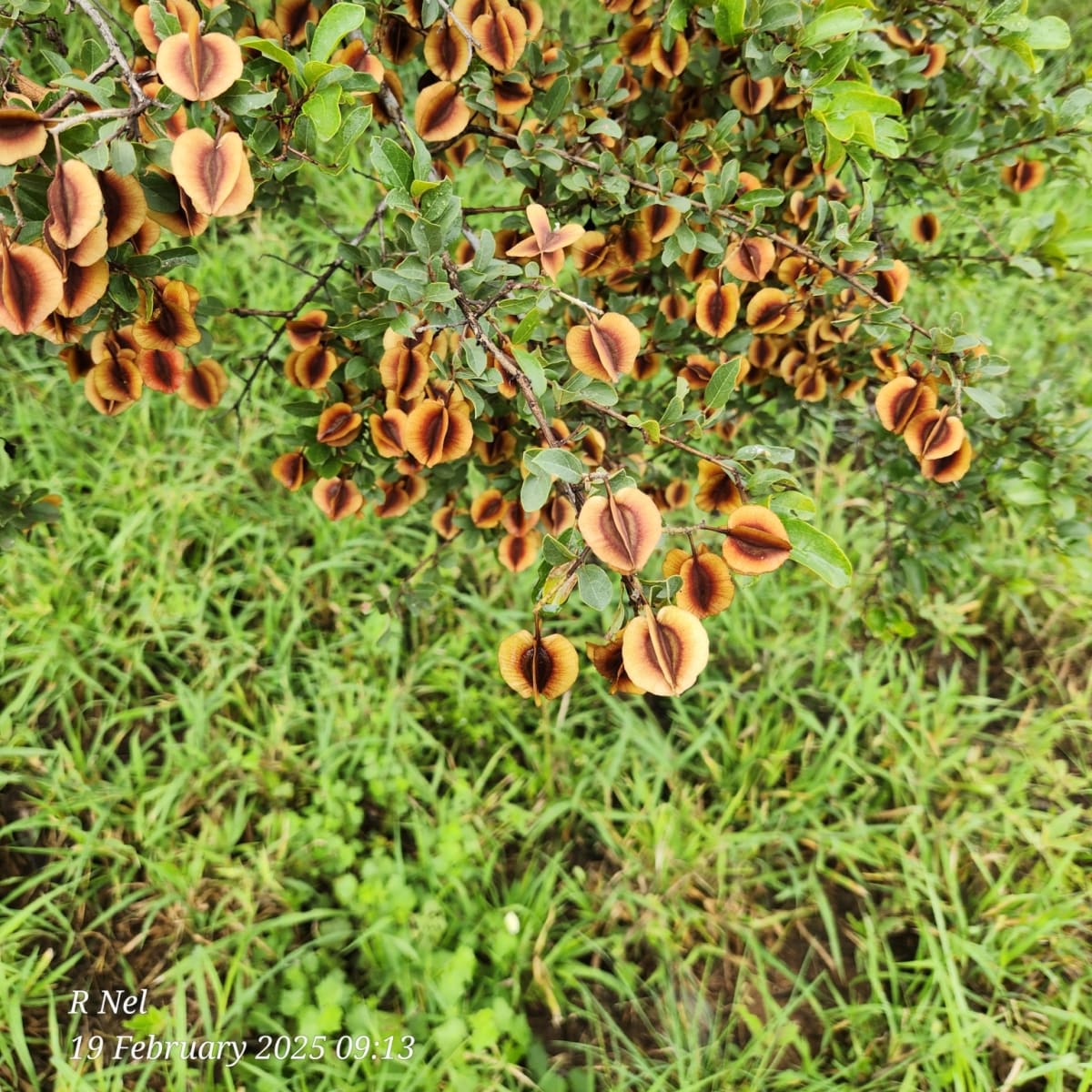 Russet Bushwillow