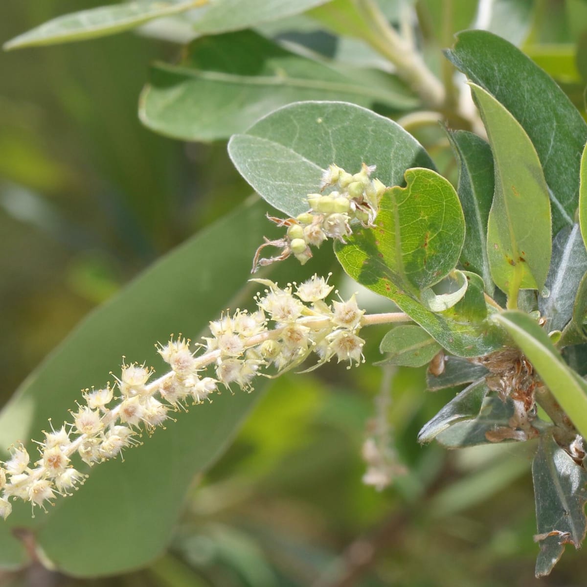 Silver Cluster-leaf