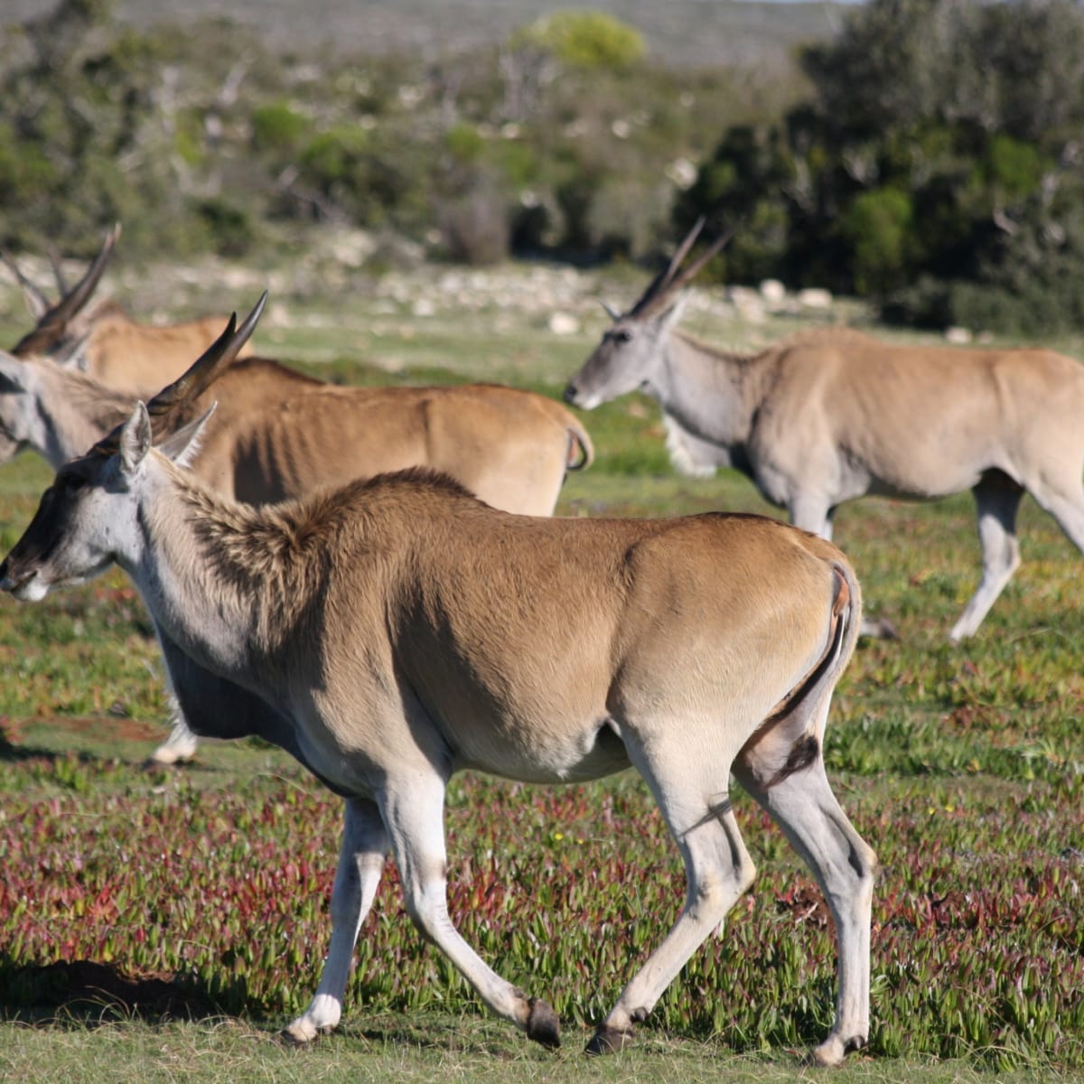 Common Eland
