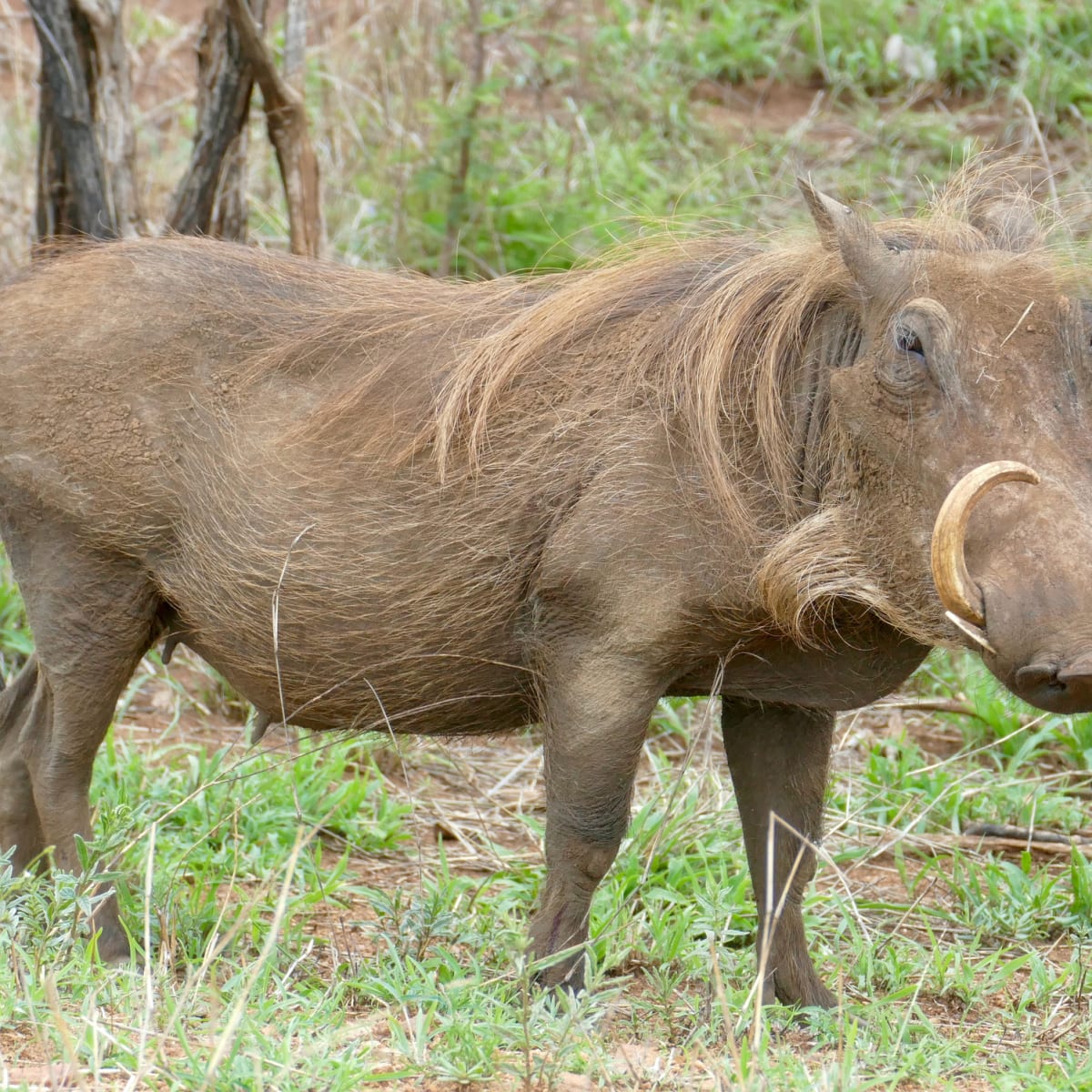Warthog