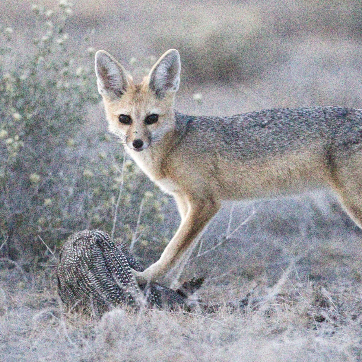 Cape Fox