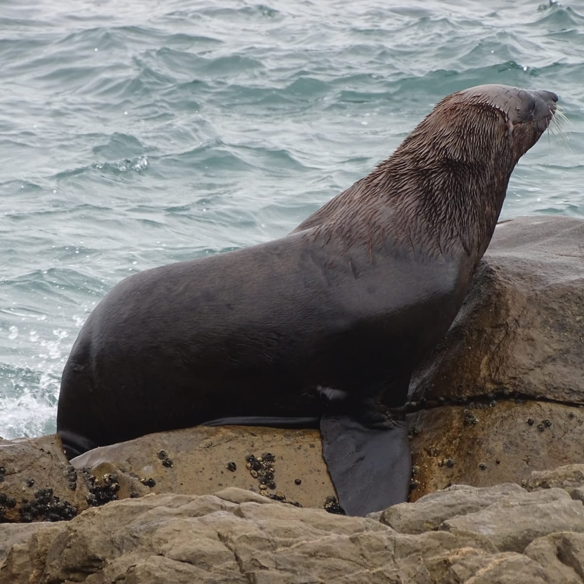 Cape Fur Seal