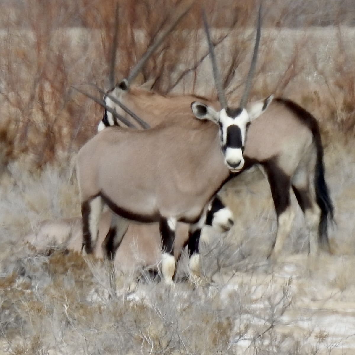 Gemsbok