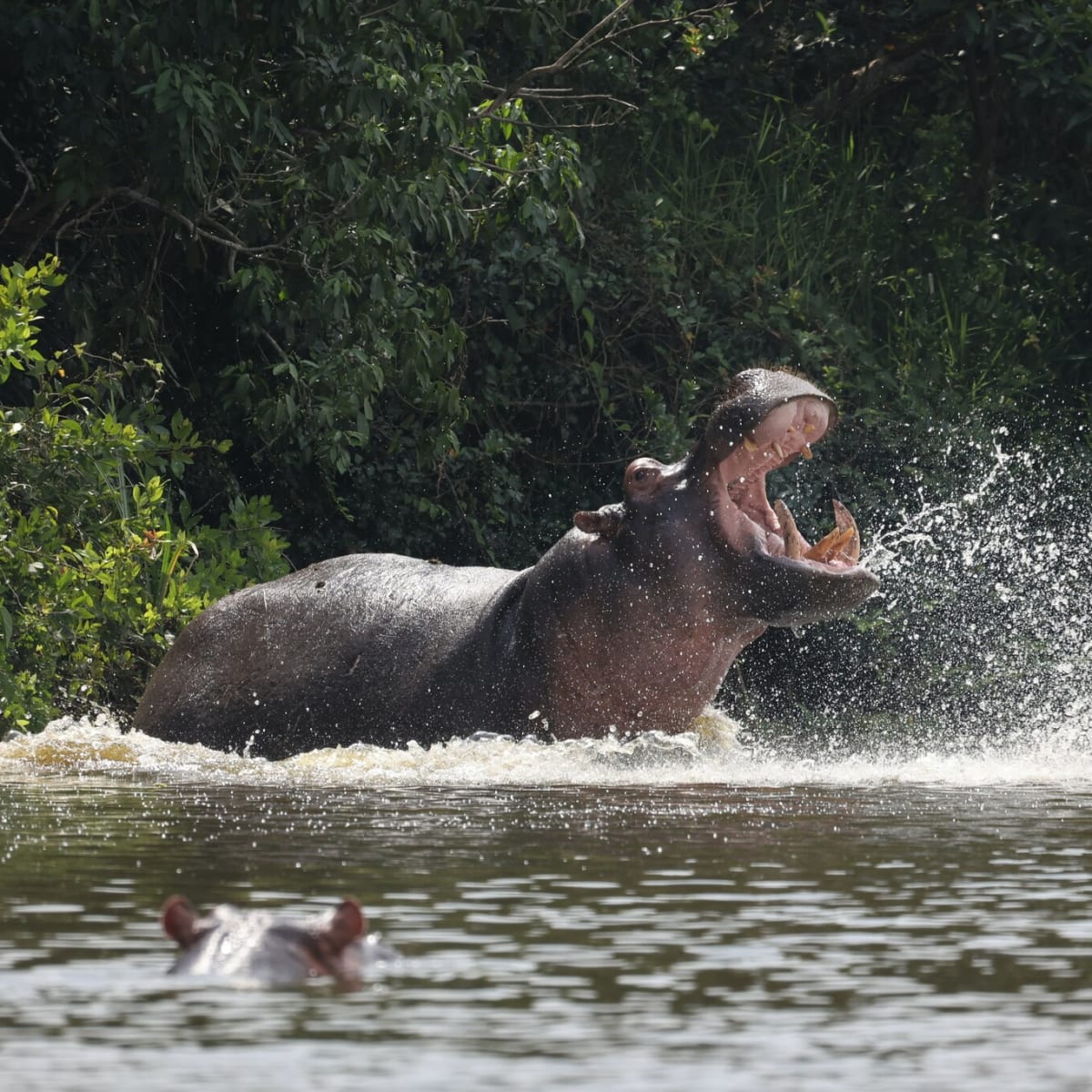 Hippopotamus