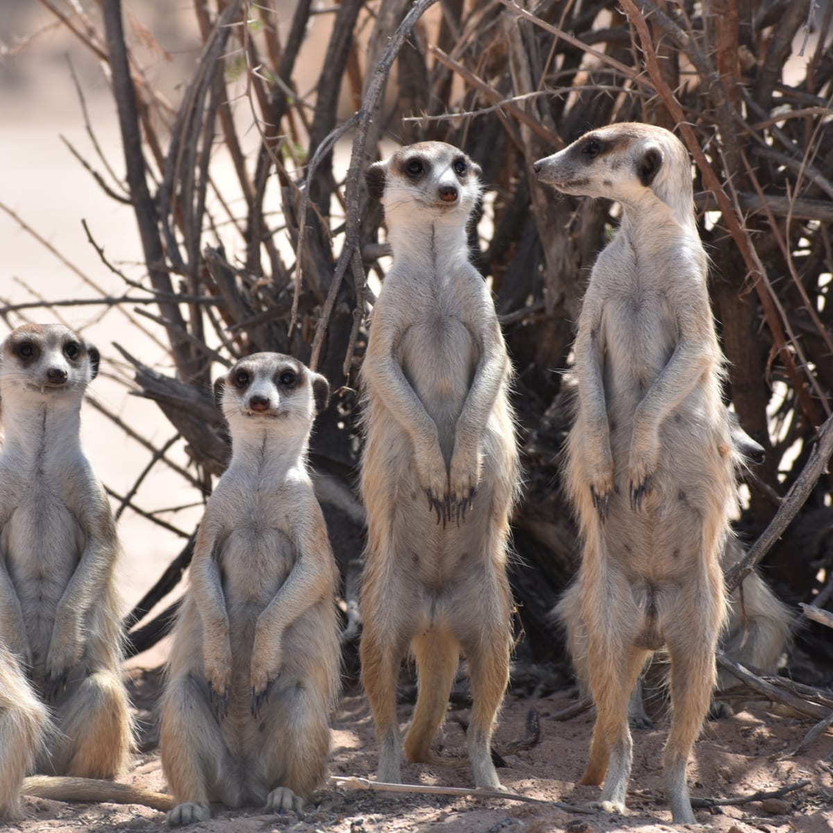 Meerkat