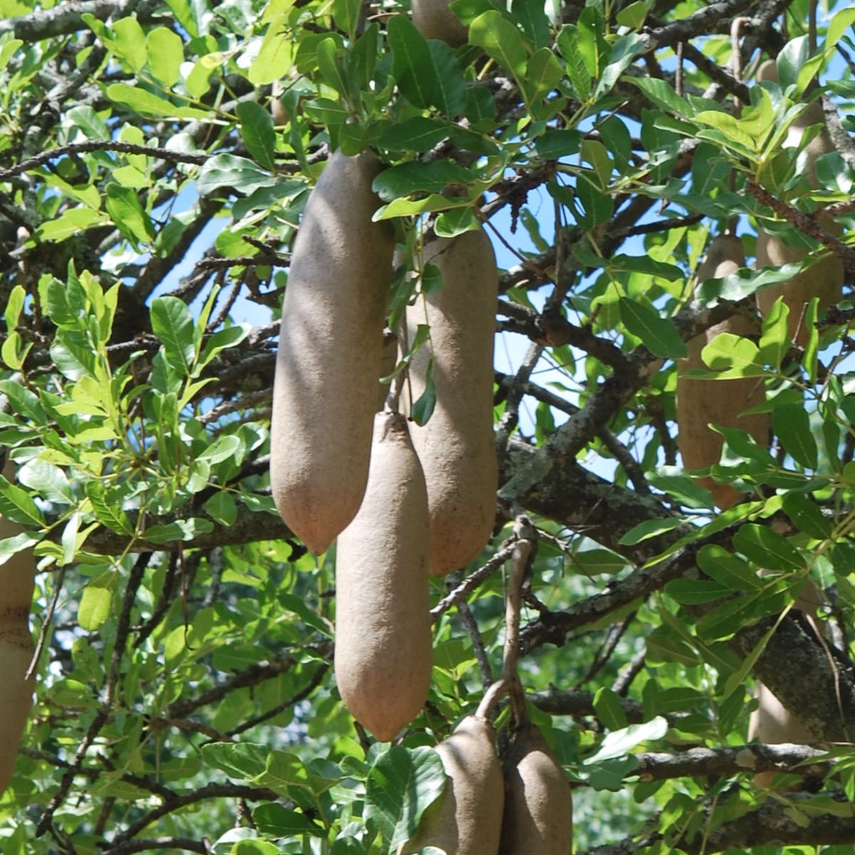 Sausage Tree