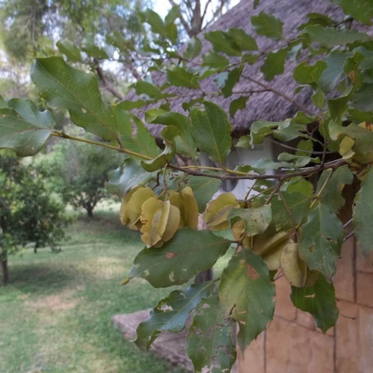 Red Bushwillow