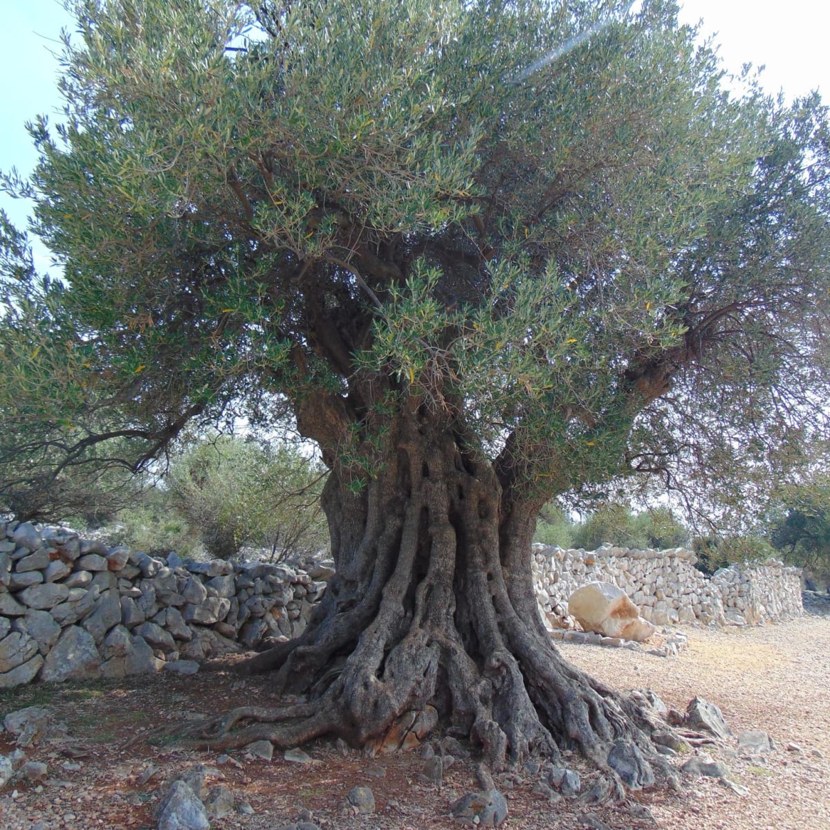 Wild Olive