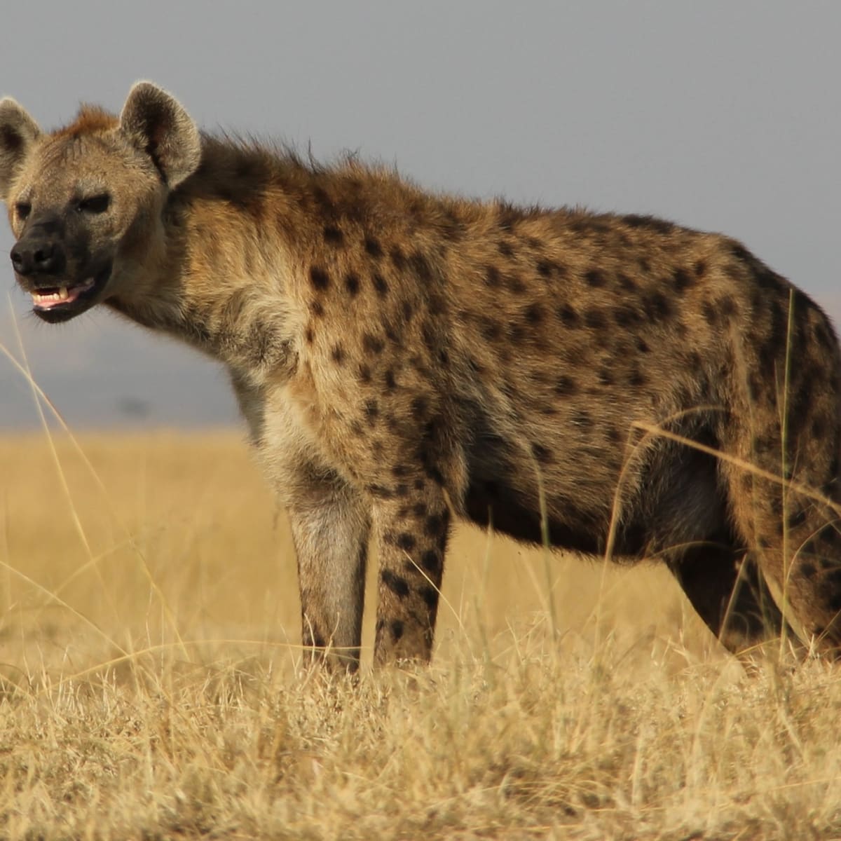 Spotted Hyena