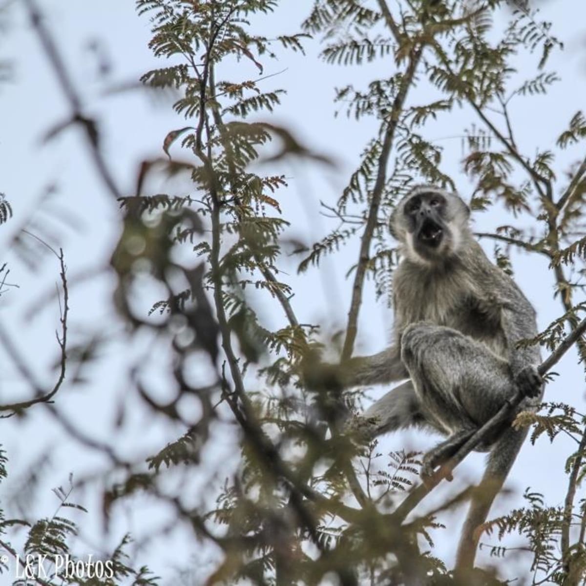 Vervet Monkey