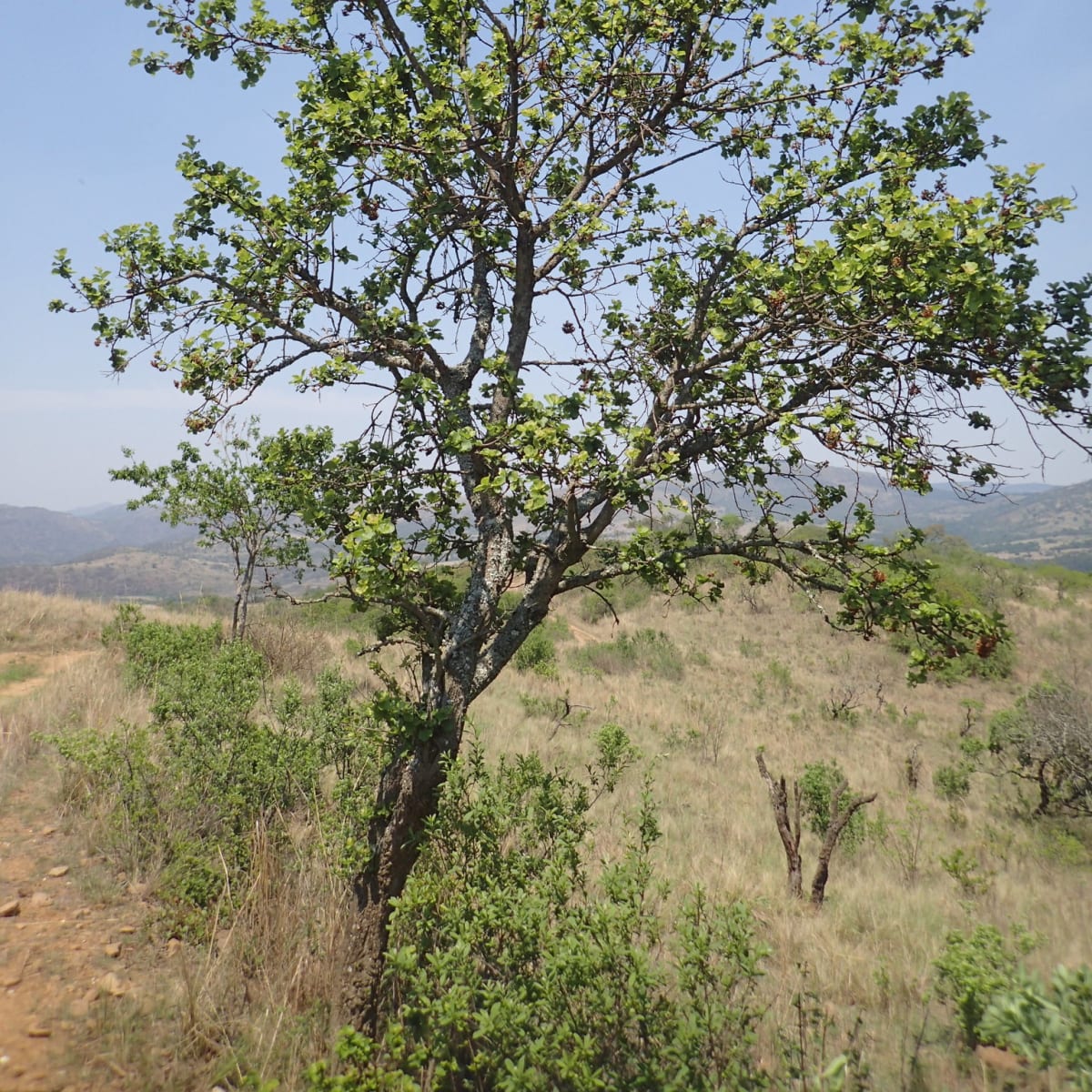Wild Pear