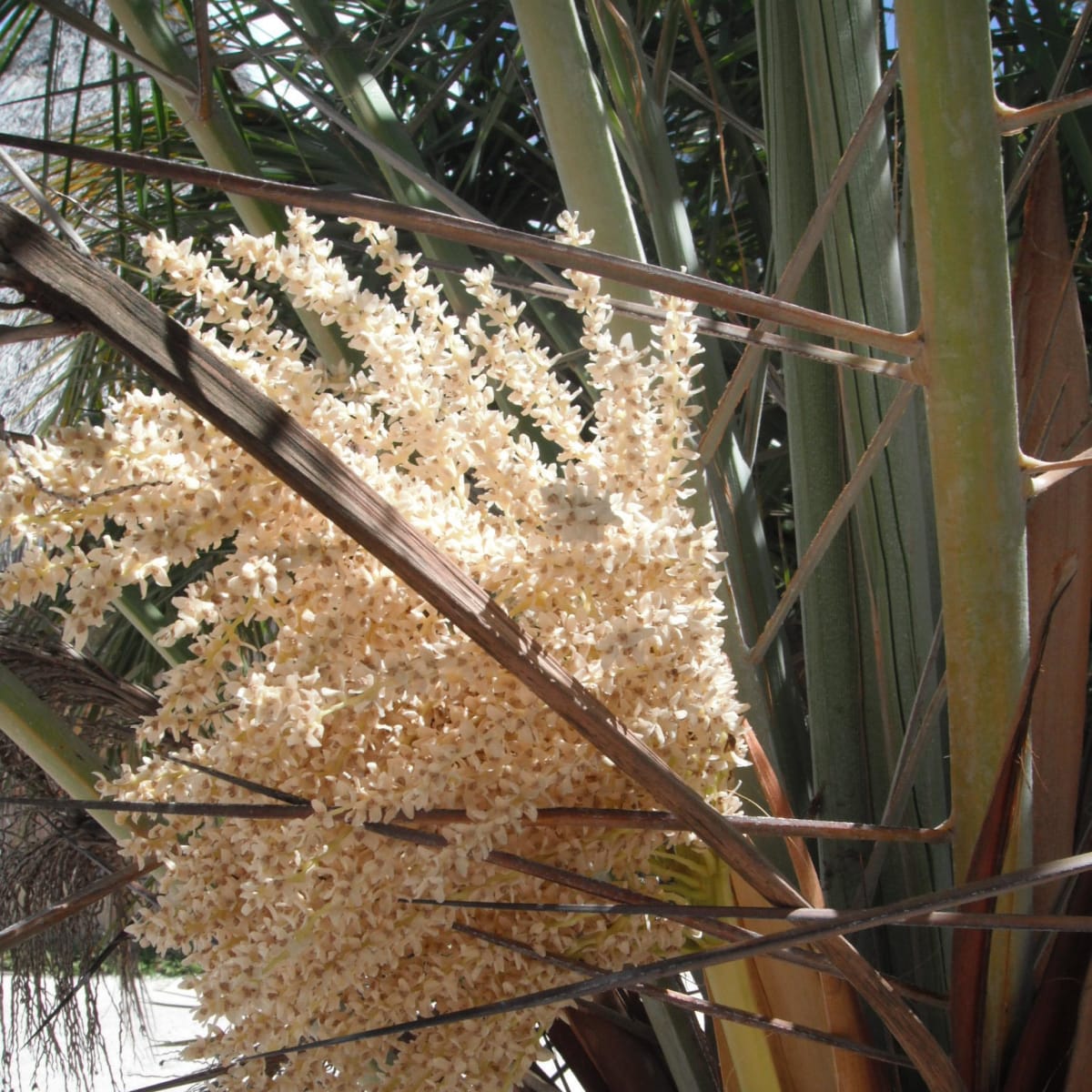 Wild Date Palm