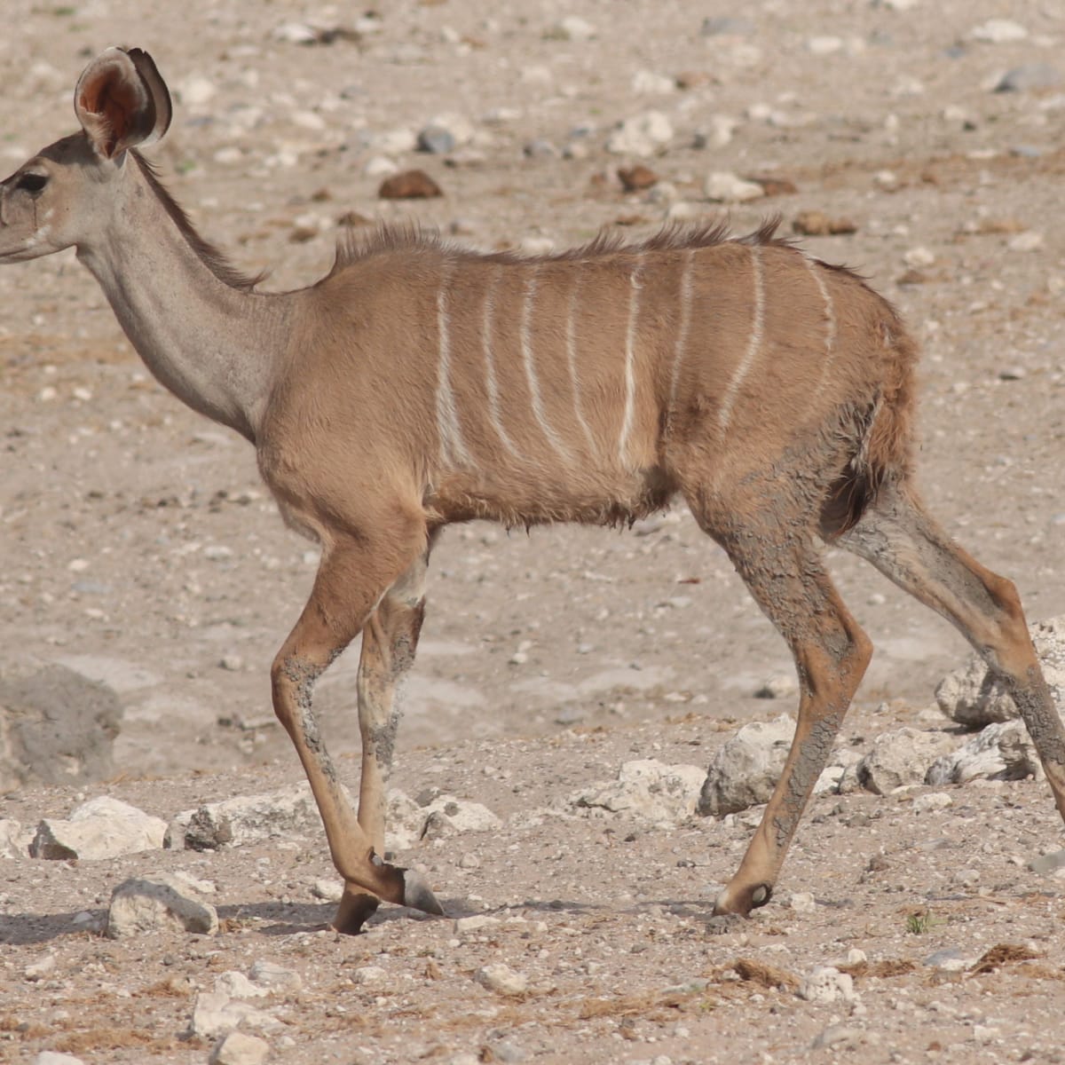 Greater Kudu